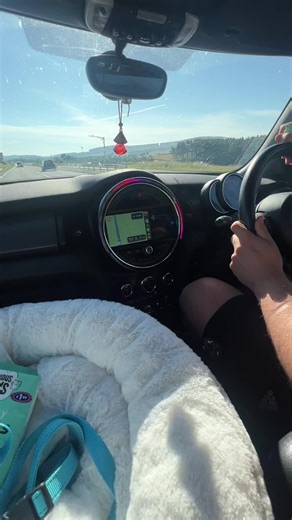 8-Week Old Golden Retriever Puppy - Meet Mylo!