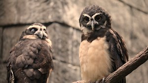 6.8K views · 242 reactions | Today is National Hiking Day - a day of encouragement to go outside and experience nature. We have 84 acres for you to explore with magnificent animals along the way!  Plan your visit today at https://bit.ly/3MGNPX7 | Tulsa Zoo | Facebook