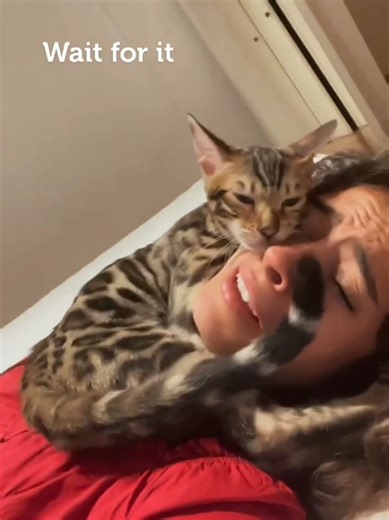 #cat #cute #catvideo #cutecat #funnyvideo | cat video