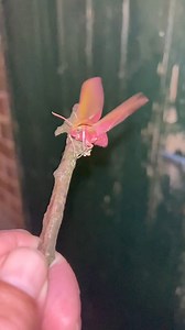 60K views · 3.8K reactions | The Elephant hawk moth released last night you can see from the super slow motion video Moths heat up their flight muscles by vibrating their wings. Safe journey little buddy | The Mouse family that live by the brambles | Facebook
