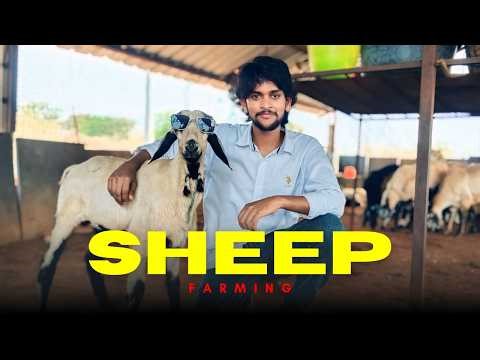 Sheep Farming in India | Complete Guide for Beginners 🐑