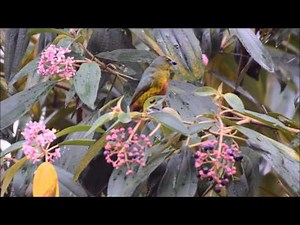 Some Honduran Wildlife