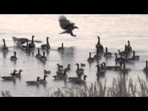 Bald Eagle - Canada Goose Battle in Slow Motion