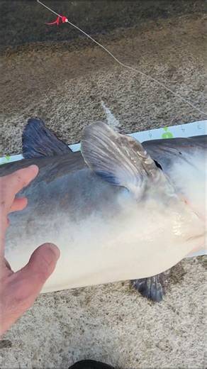 Would You Eat A Catfish This Big? How Big Is To Big To Keep Blue Catfish: FATKAT Best Catfishing Rig