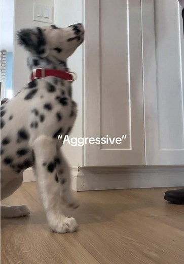 Positive Training Tips for Dalmatians: Insights & Success