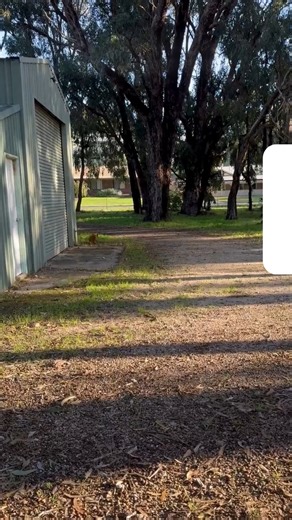 You’ll wish you taught your dog this sooner… A single tap on the Mini Educator ET-300, and she’s back in seconds — no yelling, no panic. Fast recall isn’t just training — it’s safety.  Comment “RECALL” below to see how it works! #DogTraining #EducatorCollar #FastRecall #TheDogLine | The Dog Line | Facebook