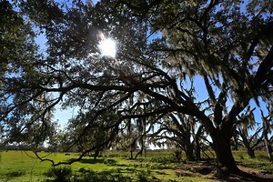 1.8K views · 19 reactions | What's something you've really learned to appreciate during safer-at-home orders? For our engagement producer Monique Welch, the outdoors are No. 1. Now, it's your turn! Share your thoughts in the comments below. (Your responses may appear in a Tampa Bay Times story.) | Tampa Bay Times | Facebook