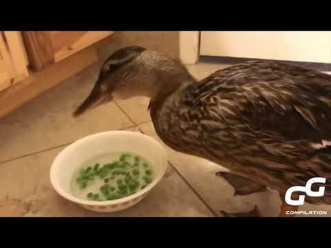 Ducks Eat Peas Super Fast Compilation