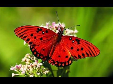 فراشات