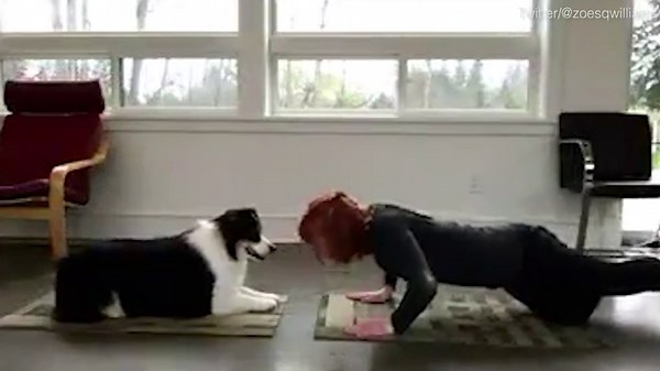 Impressive and adorable yoga workout of dog and its mistress