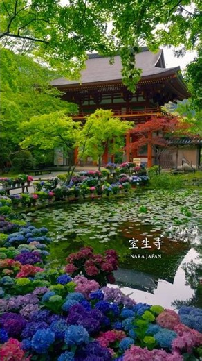 美しい紫陽花に彩られた山寺が美しすぎました。The mountain temple adorned with beautiful hydrangeas was absolutely stunning.