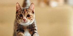 How To Protect Your Pet's Joints