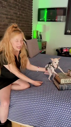 Recordando a la mamá de las perras millonarias 🌹😘🐶 #perritos #perros #perroschihuahuas #chihuahuafanclub #chihuahua #perritostiktokers #dogsofttiktok #mama #mamisdetiktok