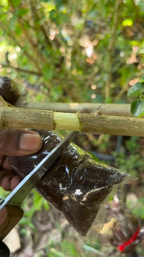 Sabri Bonsai on Instagram‎: "Air layering techniques “เพรมน่าไต้หวัน“ #sabribonsai #bonsai #gardening #บอนไซ #bonsaigardener #fyp #bonsailovers #pbbi #bonsaiworld #bonsaimaster #bonsaiinspiration #bonsaitrees #бонсай #bonsaiindonesia #bonsaipatani #airlayering #tanamanhias #câycảnh #bonsaibeginning #盆栽 #pine #trees #بونساي #ต้นไม้ #nature #bonsailife #wednesdaymotivation"‎