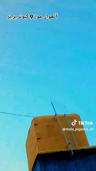 Understanding Kabutar Bazi in Dada Group Context