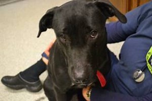 Renew Dog License by June 1 to Avoid Higher Cost, Citation