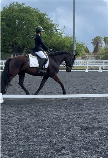 lexc scored a 75% in our novice test, earning a blue ribbon despite some general weakness. i could not be more grateful for how hard this girl tries for me. how am i so lucky?? 🥹💗 #equestrian #horses #fyp