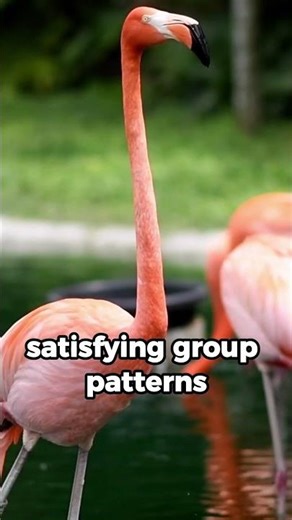 Flamingos Moving Together in Perfect Harmony