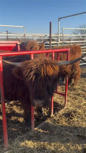 @webbcattlecohighlands | Everyday is something! She’s not stuck, she just needed a little motivation to get her fat but through the bars! #fatty #highlandcow... | Instagram