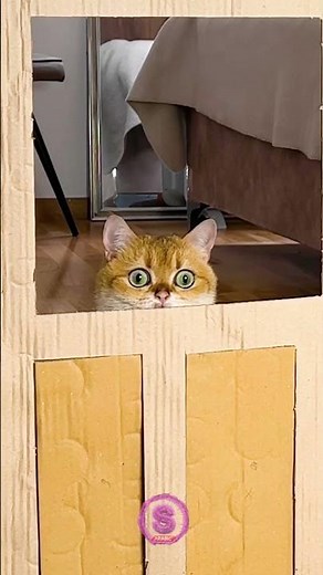 مواجهة القطط: التحدي الكبير للصندوق! 😺
