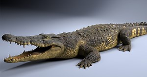 Modeling and Texturing a Realistic Crocodile in 3D