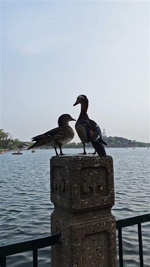 A Brief view of Beihai Park Beijing😍 #minivlog #travel #beijing