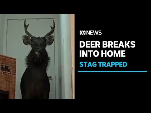 Deer causes chaos, breaking into Melbourne home and becoming trapped | ABC News