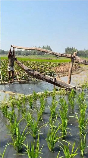 Rural Farming Life in Bangladesh #Shorts