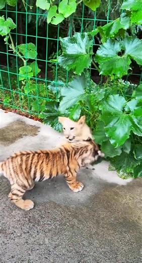“So cute tiger and lion cubs” ✅ Such cute tiger and lion cubs! ✅ The tiger and lion cubs are so cute! ✅ These are such cute tiger and lion cubs. #animalslove #tigerbaby #lioncubes | Life Time Wild