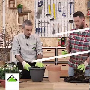 7.3K views · 36 reactions | Vuoi imparare a curare e potare le rose?...