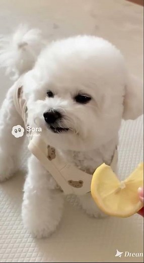 🍋🐶Cute Dog Tries Lemon for the First Time 🍋🐶#CuteDog #LemonChallenge