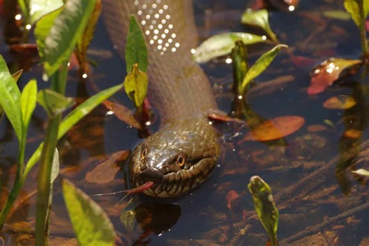Not safe to swim: The snake-infested American rivers
