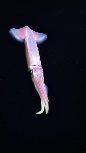 Kayleigh Nicole Grant on Instagram: "Happy Halloween from the Purple back flying squid 🤿🔦🦑🤯 These open-ocean squid (Sthenoteuthis oualaniensis) are quite fascinating. Their skin is packed with chromatophores that expand & contract to flash color in real time! Underneath their skin are photophores, light-producing organs that can glow for communication or camouflage in the dark ocean. They spend the day deeper, then migrate up at night to feed under the cover of darkness… part of the largest