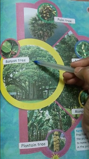 #3rdstdenglish #term3 #education #treesnames #treenamesenglishandtamilmeaning