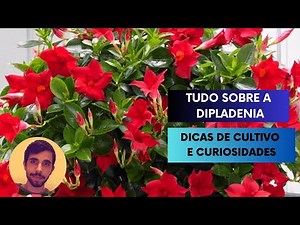 Tudo sobre a dipladenia: dicas de cultivo e curiosidades!