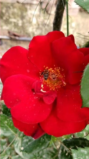 #🥀Dark Marron roses🥀#