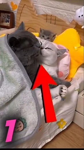 This cat video is hilarious 😂😂😱🥰 #cat #shorts