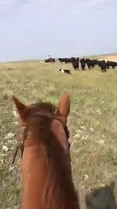 One of the morning projects- Pulling Bulls. When I say pulling bulls it means getting bulls out of the cows and bringing the bulls back home but today I literally had to pull a bull. One bull decided he didn’t want to leave his ladies and knows that he is bigger and stronger then a horse and 4-wheeler so he would just walk right through us. He is a super nice bull, eats cake out of my hand, so he never got mad and charged us just didn’t want to leave. I got off Jodi, pulled my cinch tight, roped