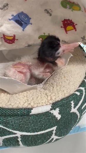 Please enjoy just how cute new baby Australian white ibis are. Australian ibis adults might not look “tender” at first glance, but they’re actually very dedicated and effective parents. Here’s why they’re considered great parents: 1. Both parents share the workload Mum and dad ibis both help with nest building, incubation, and feeding the chicks. This teamwork ensures the young have round-the-clock care. 2. Strong nest defense Ibises are fiercely protective. They nest in colonies, which gives th