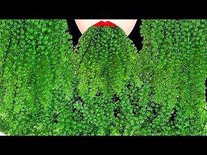 ASMR SEA GRAPES *SATISFYING CRUNCHY EATING SOUNDS 바다포도 먹방 BIRD GLASS DRINKING MUKBANG | ZOEY ASMR