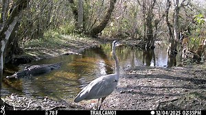 9.6K views · 320 reactions | Florida Panther National Wildlife Refuge on Reels | Facebook