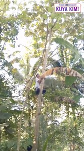 9.1M views · 124K reactions | PAG-AKYAT NG PUNO PARA SA CONTENT, NAUWI SA TRAHEDYA?! Dahil sa challenge ng kanyang kapatid, umakyat ng puno ang content creator na si John. Ngunit ang dapat sana’y simpleng content lang, nauwi sa trahedya matapos siyang mahulog at mabalian! Abangan ang buong kuwento ngayong Sabado kasama si Kuya Kim sa #DamiMongAlamKuyaKim, 10:45 AM sa GMA Network. | GMA Public Affairs | Facebook