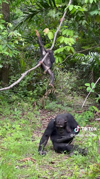 Endearing Mother Chimpanzee Care for Baby Chimp
