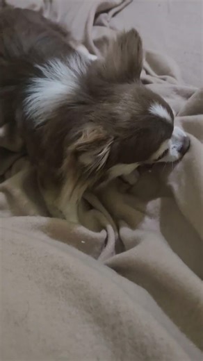 Romeo digging but for what I dont know..#funny #chihuahua