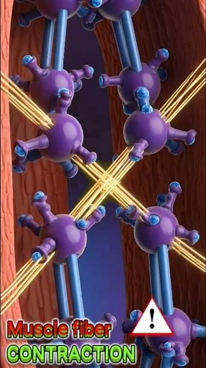 : The Power Behind Movement”“Inside a Muscle Fiber 💪” shorts video.