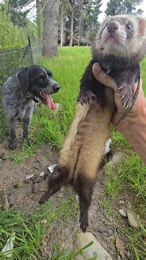 Jim’s Bunny Hunters LTD on Instagram: "Rabbits are persistent little buggers. They've travelled up the pipe and decided it's long enough to be safe from predators and at the same time saves them having to dig a warren. I guess they couldn't predict Herman scenting them and Oprah paying a surprise visit. Happy days!!#nzferreter #nzrabbiter #jimsbunnyhunters #pestcontrol #workingdogsnz #rabbiter #ferreter #gwp #workingwhippets"