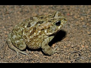 Sclerophrys regularis (Bufo)