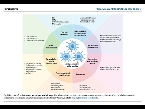 When Staying Young Causes Autoimmunity