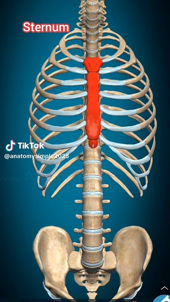Understanding Human Anatomy Through Engaging Science Animation