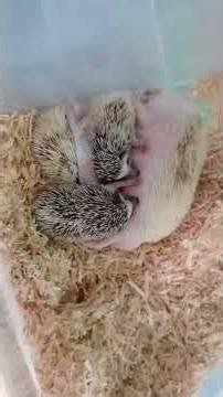 So cute, a baby hedgehog#shorts